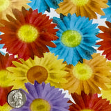 DAISIES