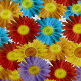 DAISIES
