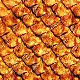 COPPER DRAGON SCALES