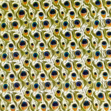 PEACOCK FEATHERS