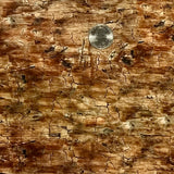AGED DISTRESSED WOOD