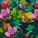 SUCCULENTS