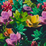 SUCCULENTS