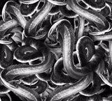 Snake pit  hydrographic film
