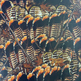 Thunder Chicken Turkey Feathers  hydrographic hydro dip film